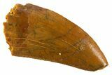 Serrated Raptor Tooth - Real Dinosaur Tooth #332443-1
